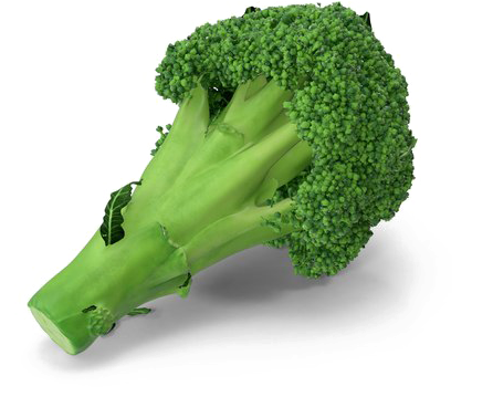 Fresh Broccoli Stalk