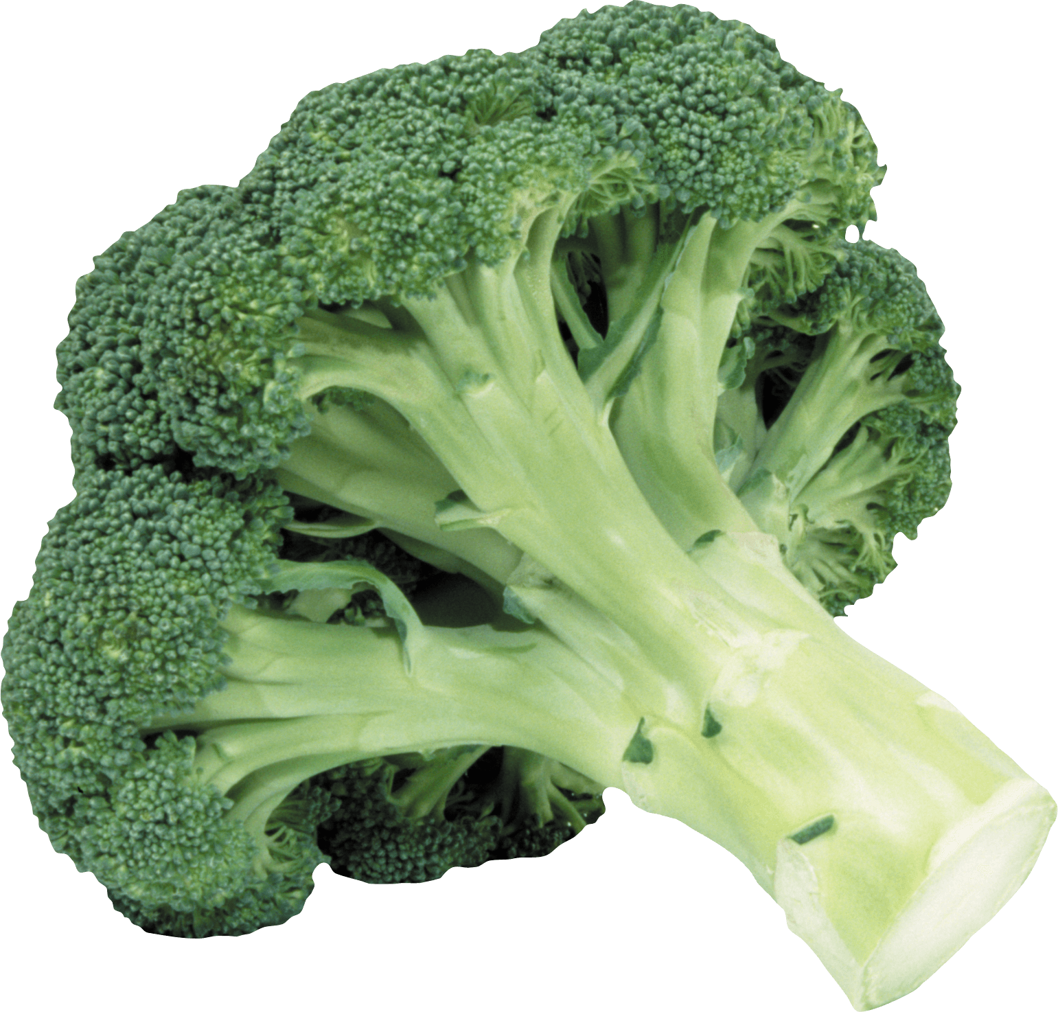Broccoli - Holy Shit Is That A Motherfucking Reference, HD Png Download PNG with transparent background