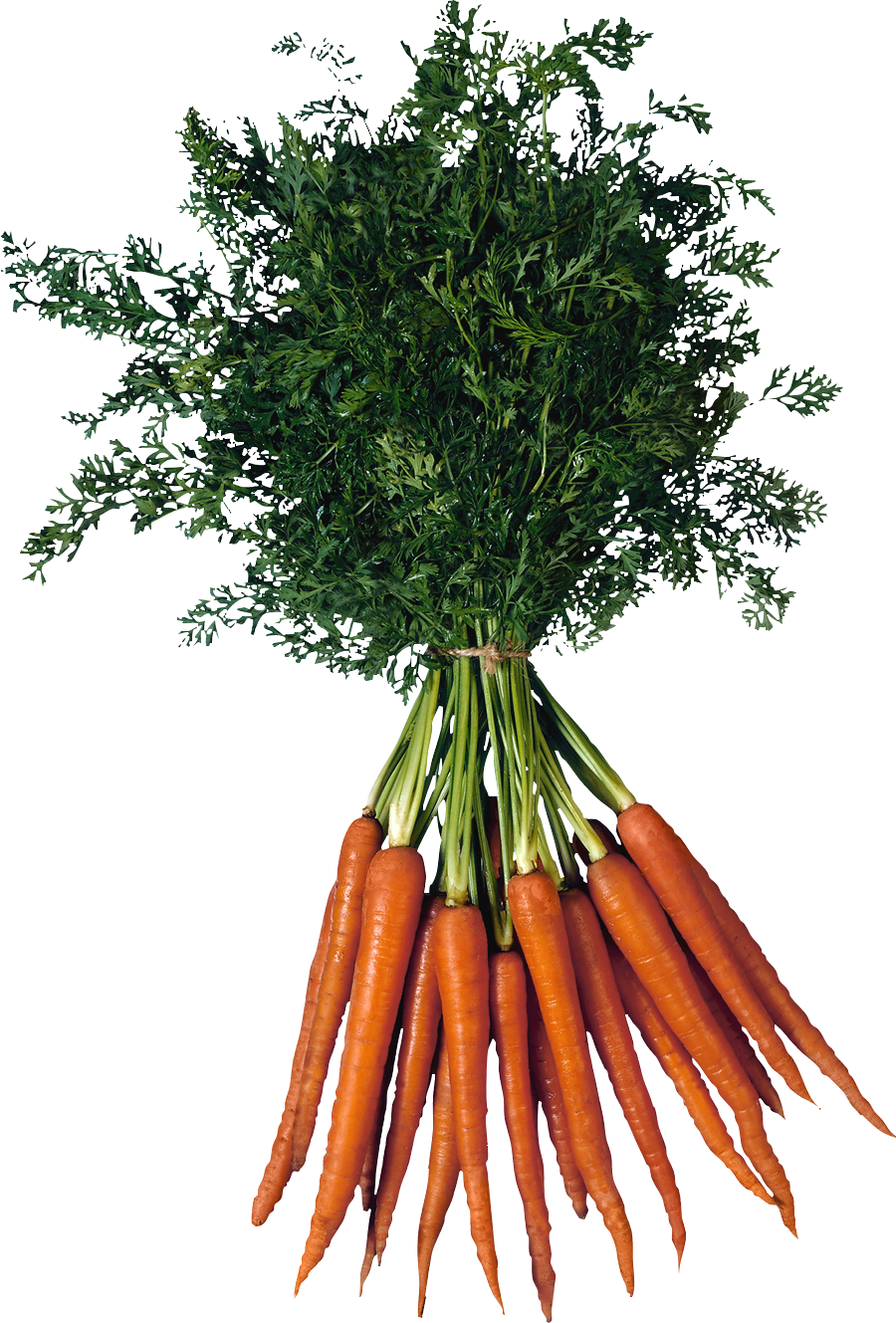 Fresh Bunchof Carrots PNG with transparent background