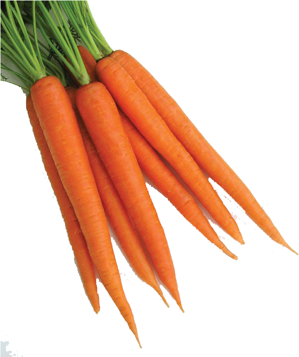 Fresh Bunchof Carrots PNG with transparent background