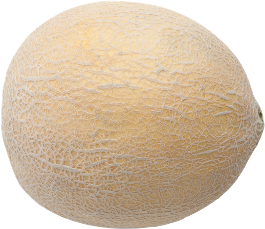 Fresh Cantaloupe Isolated Image