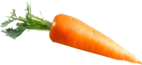 Fresh Carrot Isolated Image