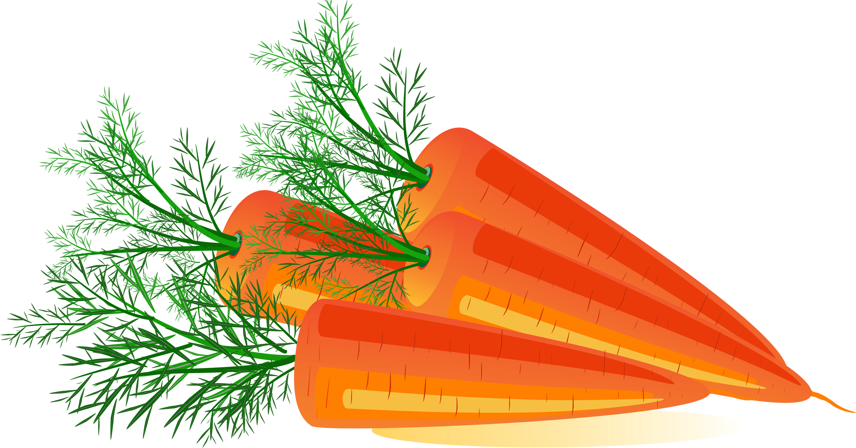 Fresh Carrot Slices Illustration PNG with transparent background