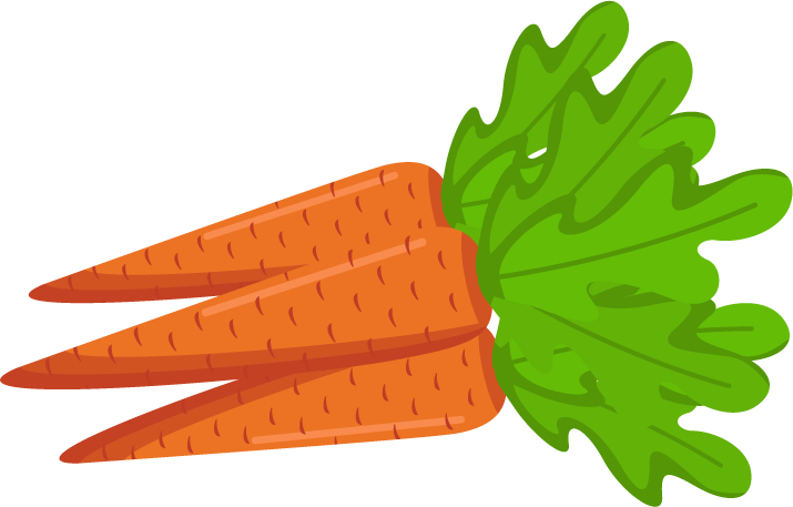 Fresh Carrots Illustration PNG with transparent background