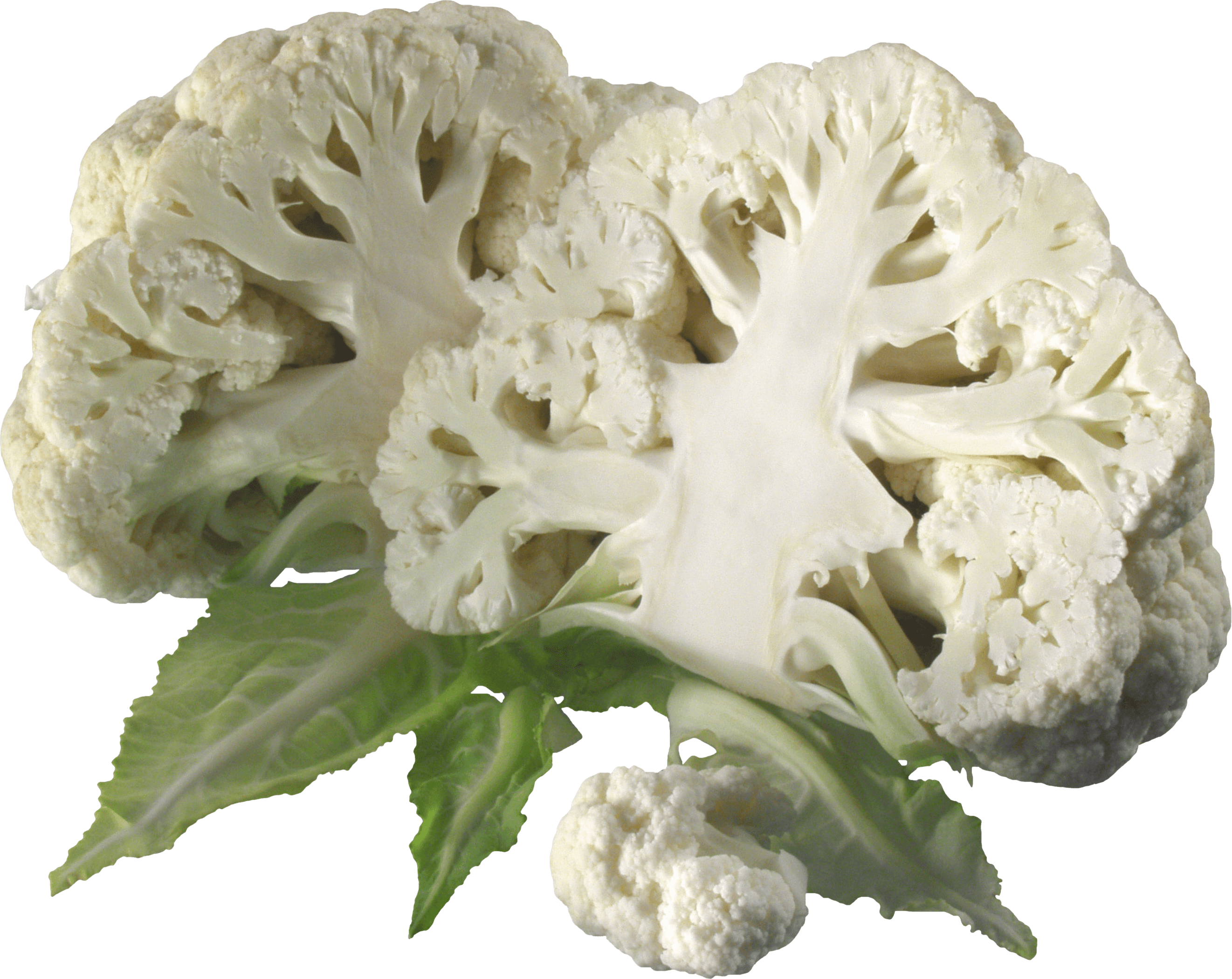 Fresh Cauliflower Cross Section