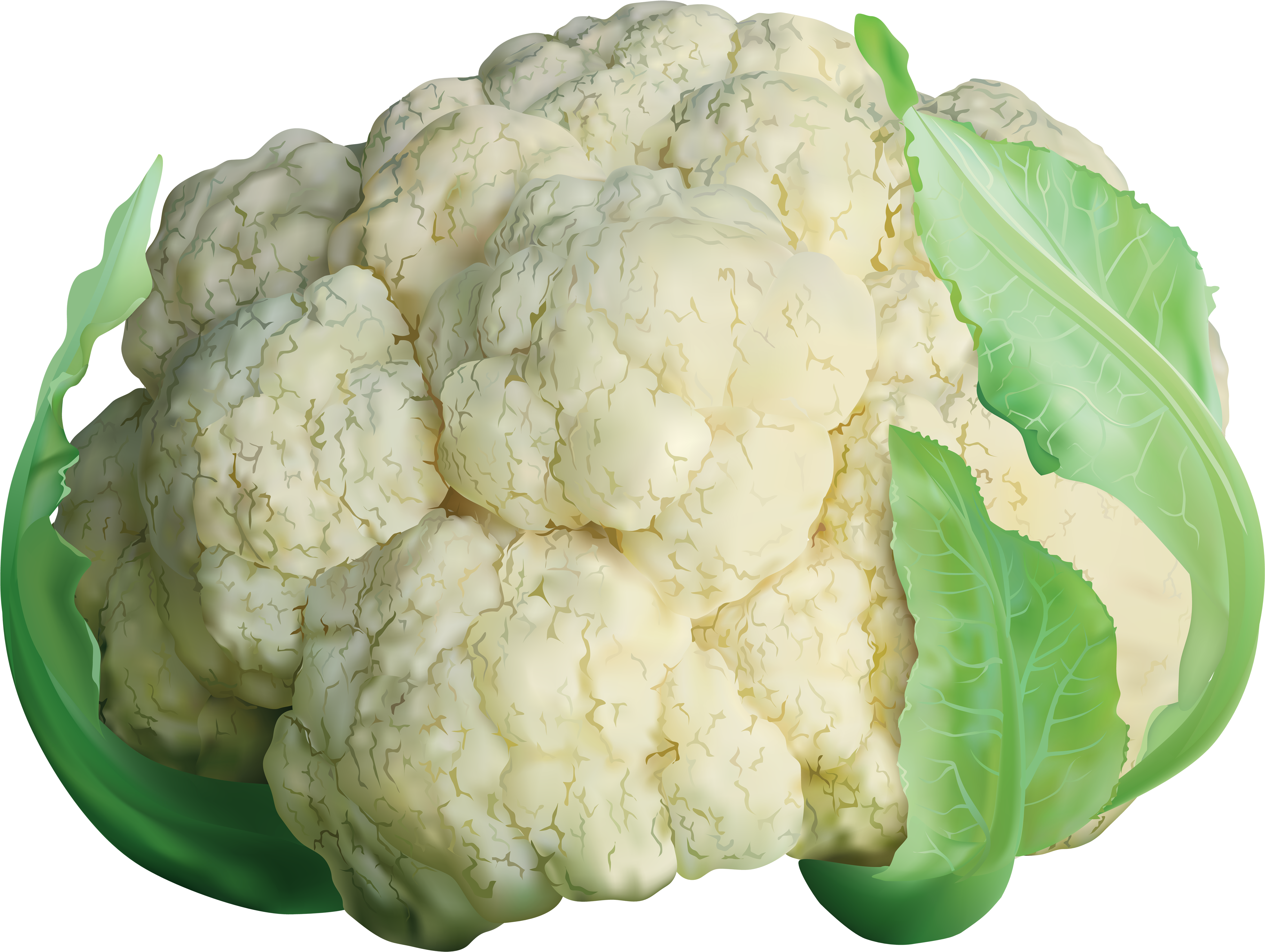 Fresh Cauliflower With Leaves