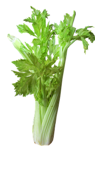 Fresh Celery Bunch Black Background PNG with transparent background