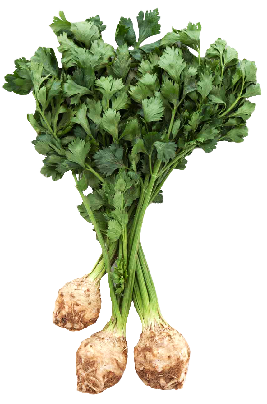 Fresh Celery Root Bunch PNG with transparent background