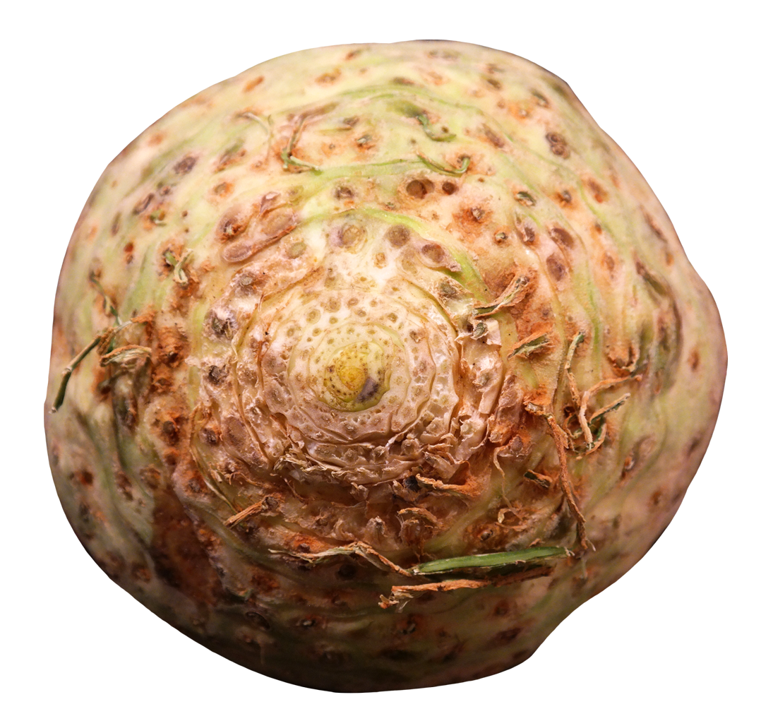 Fresh Celery Root Texture PNG with transparent background
