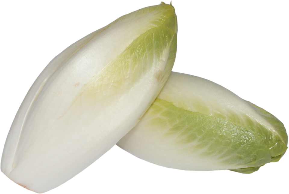 Fresh Chicory Endive Vegetable