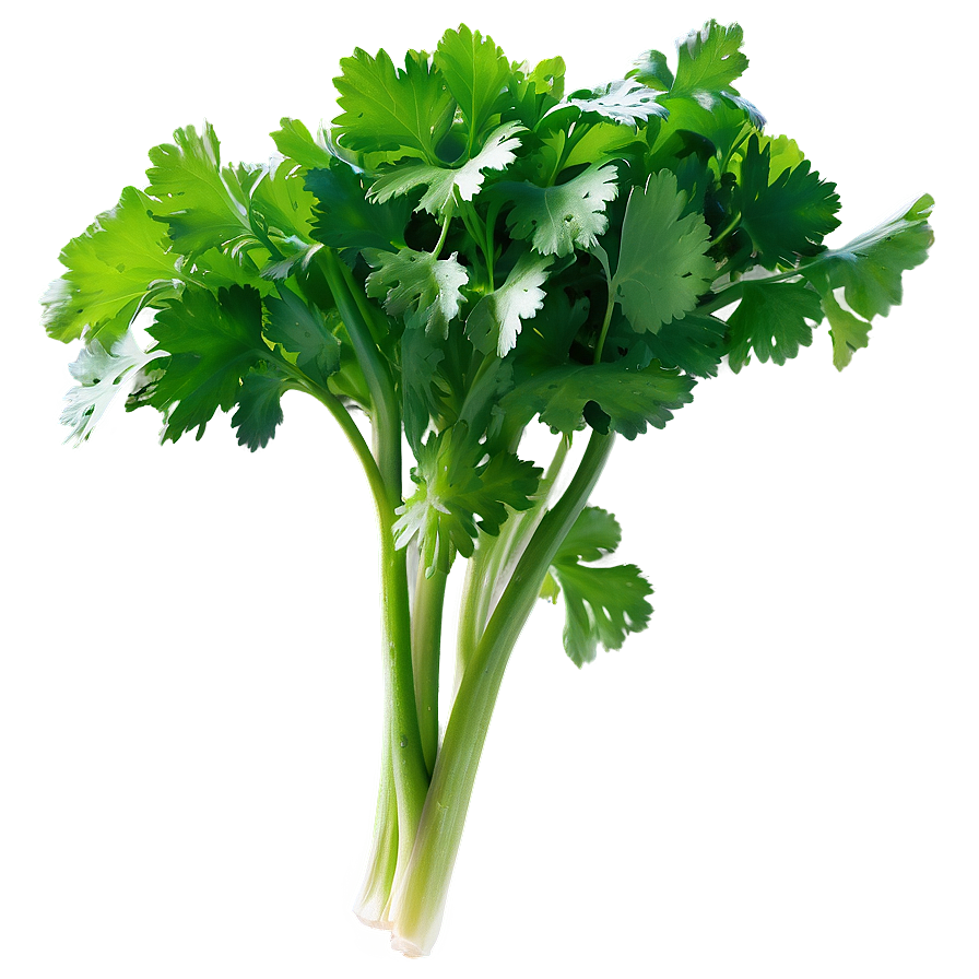 Fresh Cilantro Png Nho30