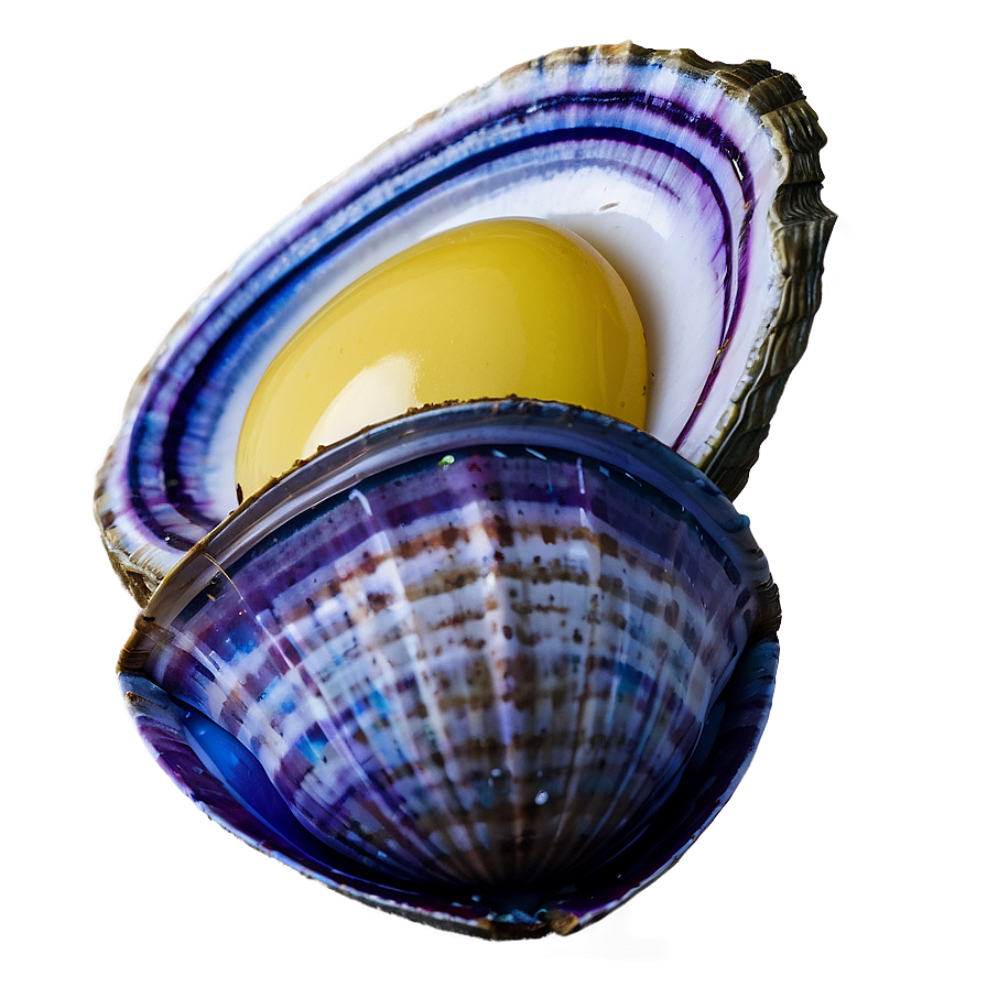 Fresh Clam PNG trl PNG with transparent background
