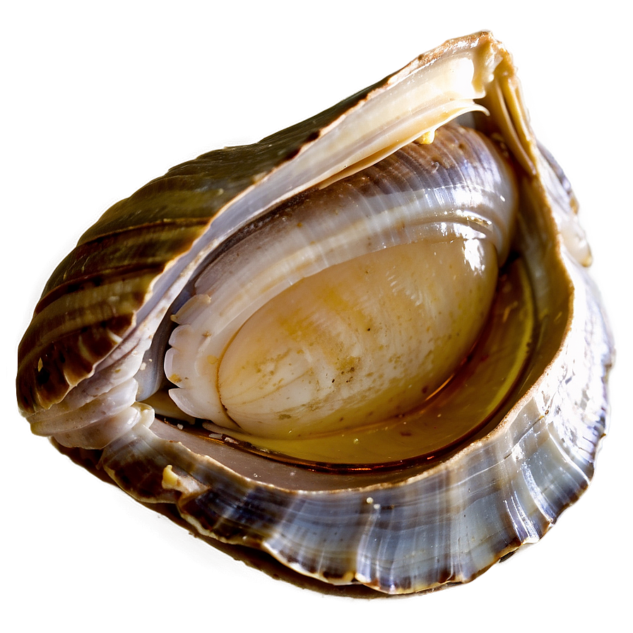 Fresh Clam PNG vtc20 PNG with transparent background
