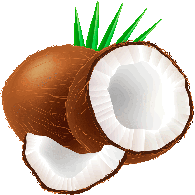 Fresh Coconut Half Illustration