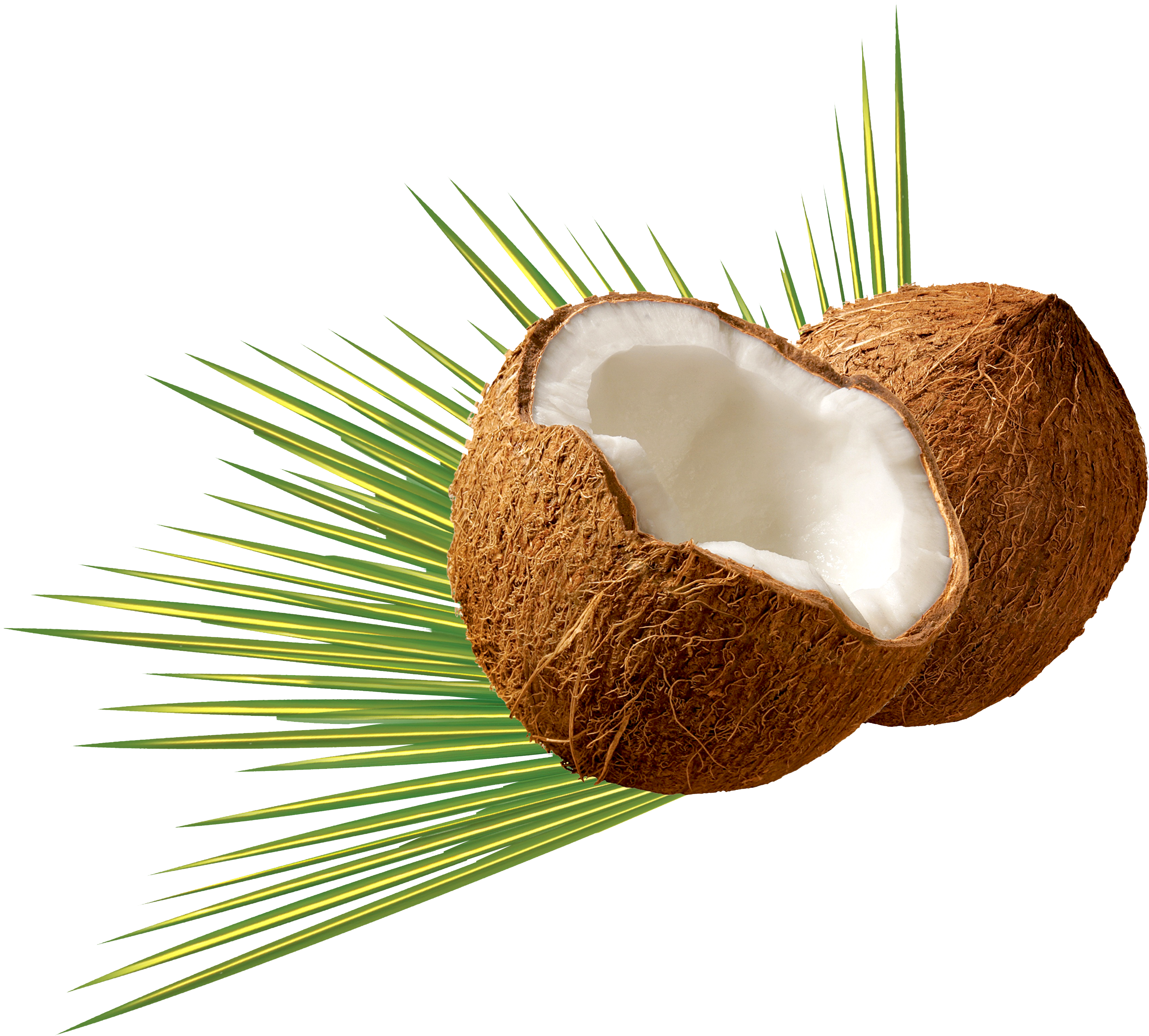 Png Image Pngpix - Coconut Png, Transparent Png PNG with transparent background