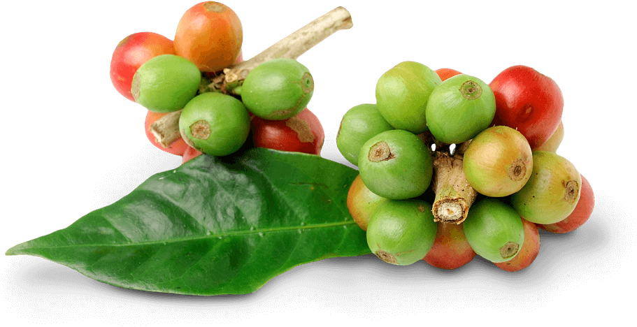 Fresh Coffee Bean Png, Transparent Png PNG with transparent background