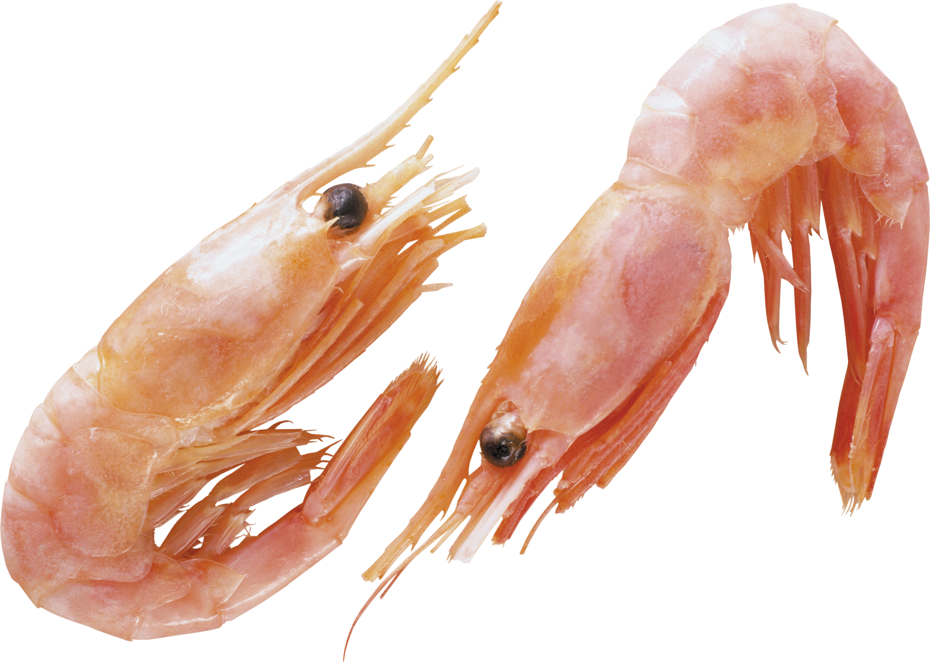Shrimp Animal Png - Transparent Background Shrimps Png, Png Download PNG with transparent background