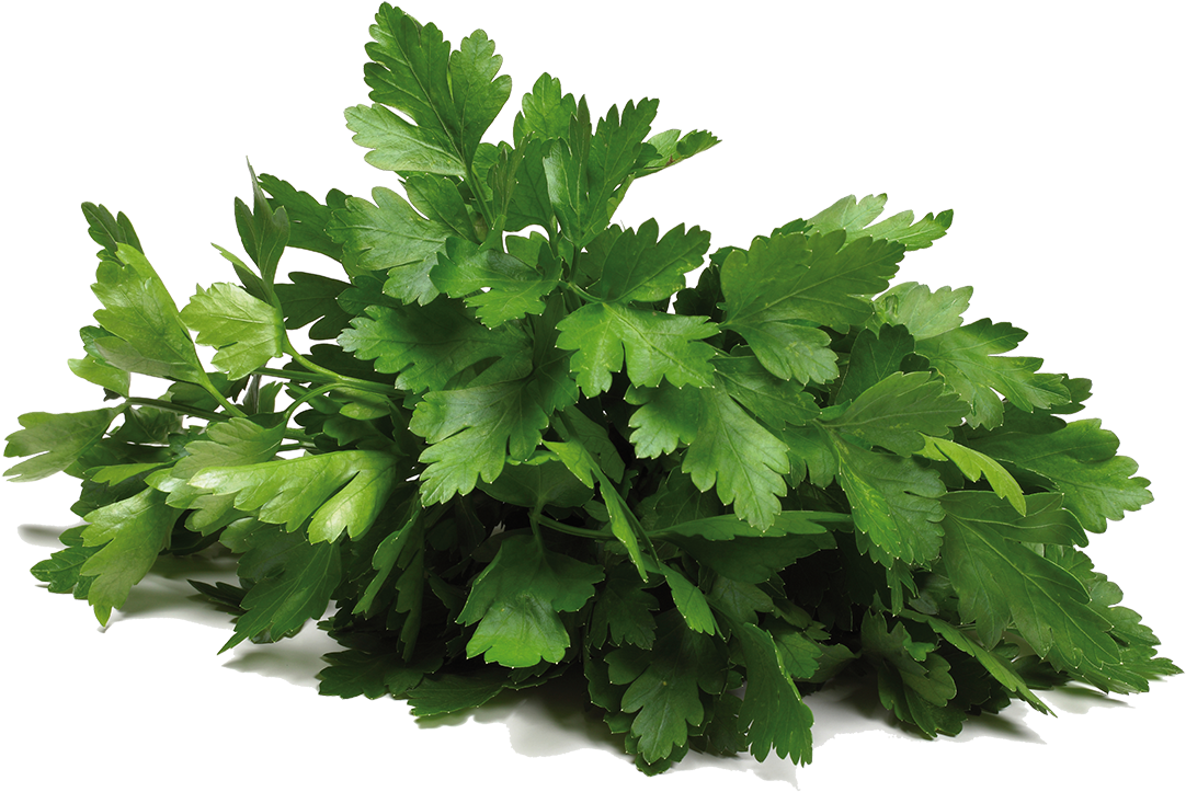 Fresh Coriander Bunch.png