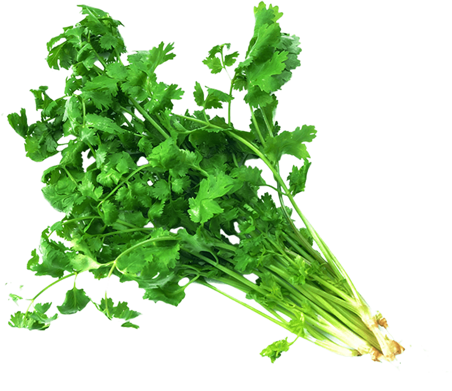 Transparent Coriander Leaves Png, Png Download PNG with transparent background