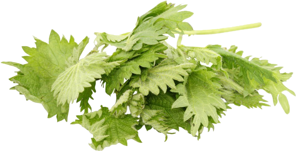 Fresh Coriander Leaves Isolated