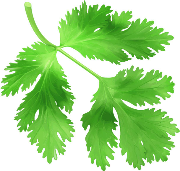 Coriander Png Image Free Download Searchpng - Transparent Coriander Png, Png Download PNG with transparent background