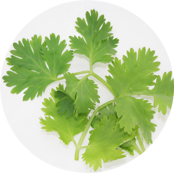 Coriander , Png Download - Coriander, Transparent Png PNG with transparent background