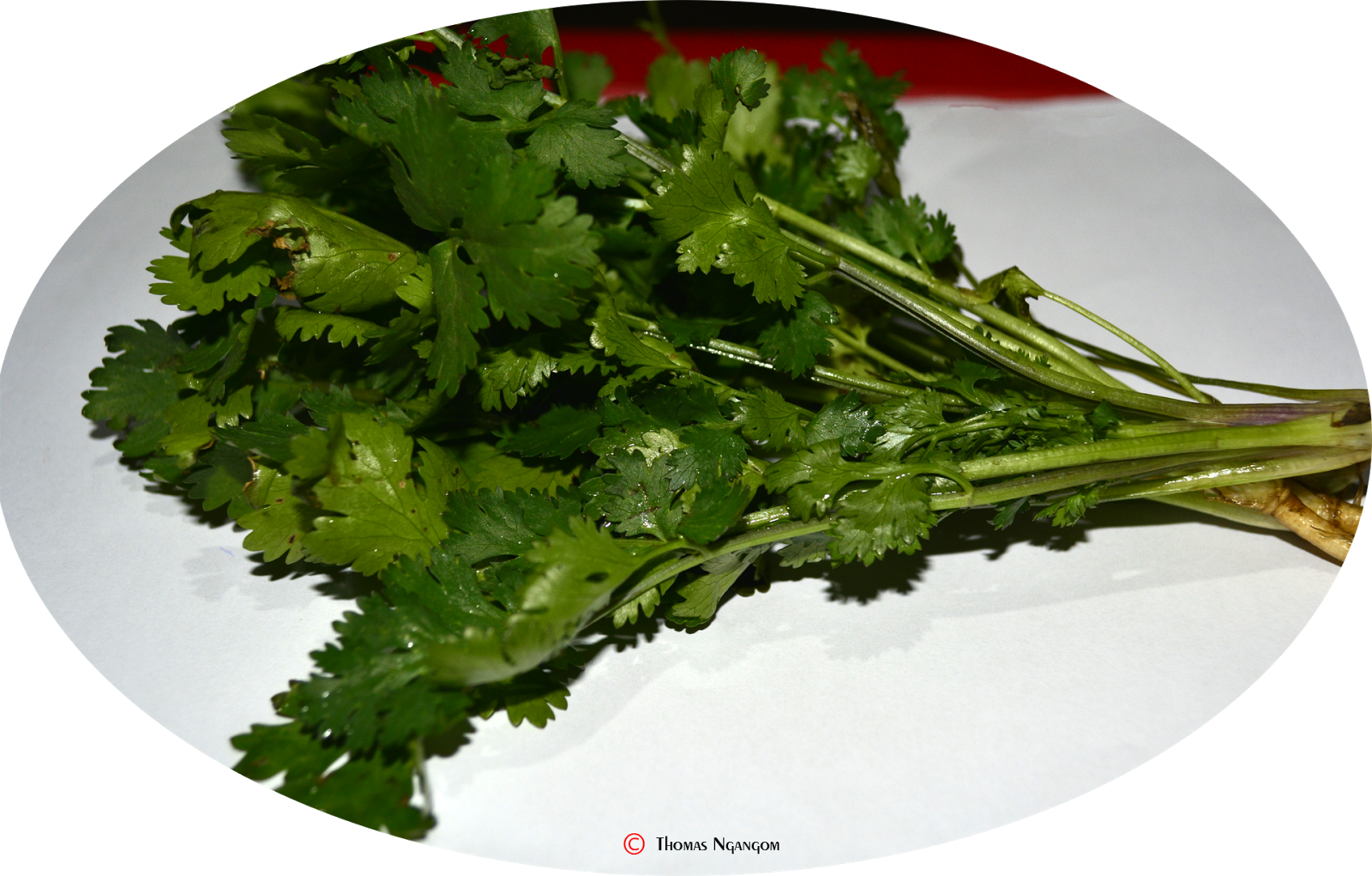 Coriander, HD Png Download PNG with transparent background