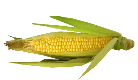 Fresh Corn Cobon Black Background