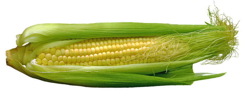 Fresh Corn Cobon Black Background PNG with transparent background