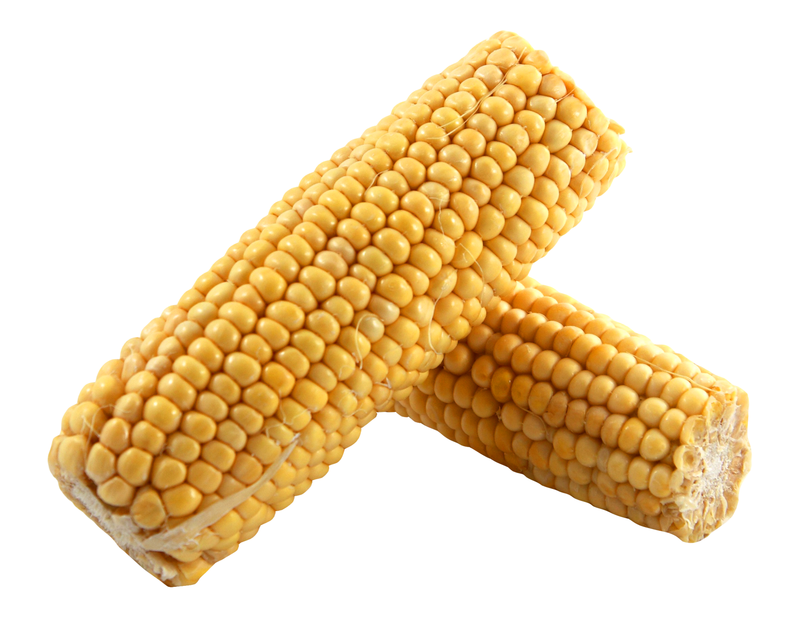 Fresh Corn Cobs Crossed