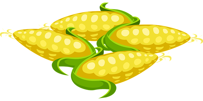 Fresh Corn Cobs Illustration PNG with transparent background