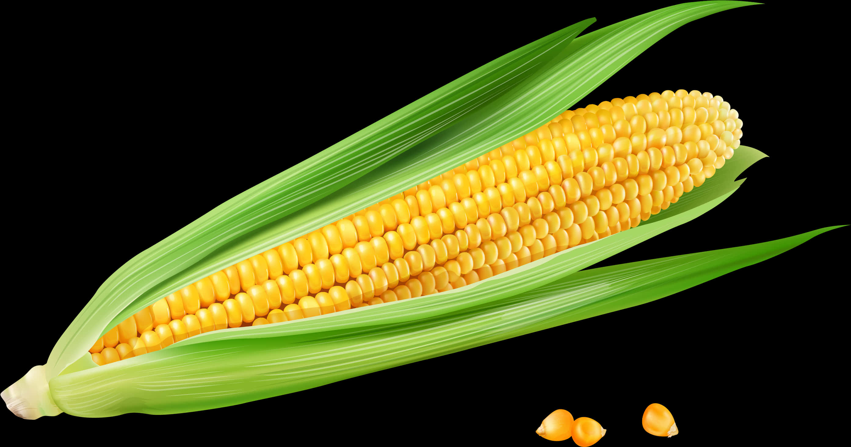 Fresh Corn Cobwith Husk