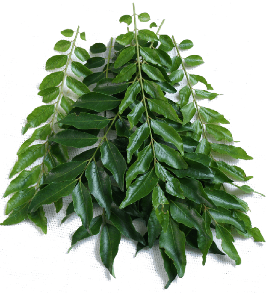 Fresh Curry Leaves Branch