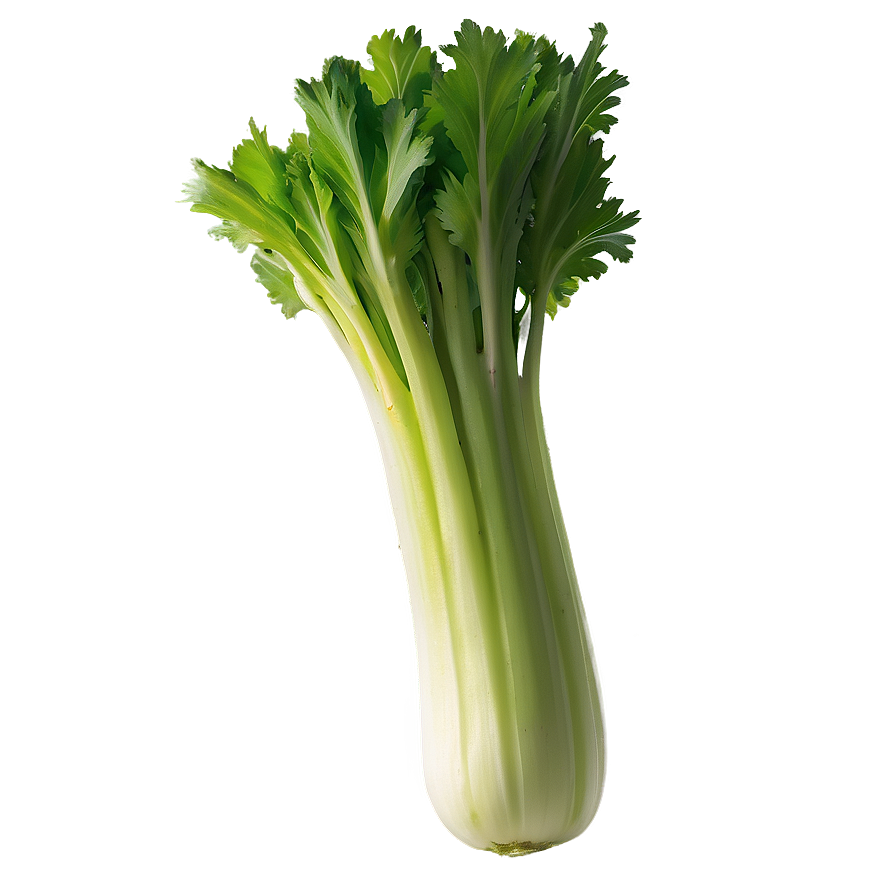 Fresh Cut Celery Png 06252024