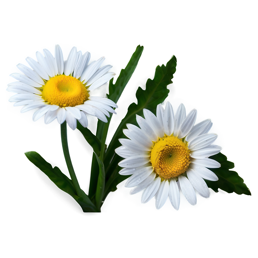 Fresh Daisy Png 05212024