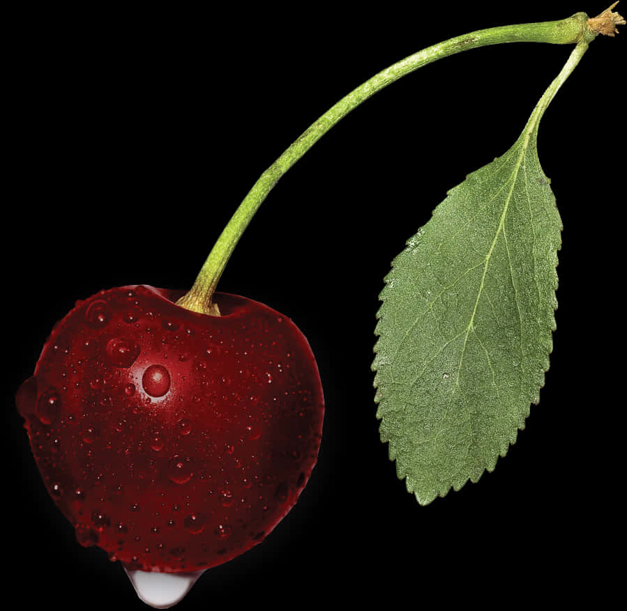 Transparent Black Cherry Png - Black Cherry, Png Download PNG with transparent background
