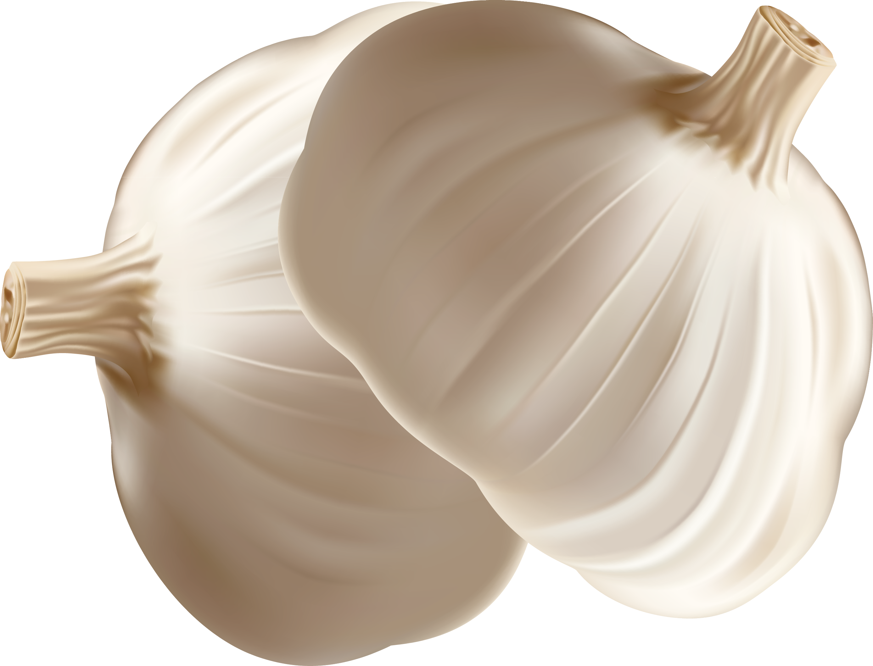 Garlic Onion Euclidean Vector - Garlic, HD Png Download PNG with transparent background