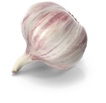 Fresh Garlic Clove Isolated