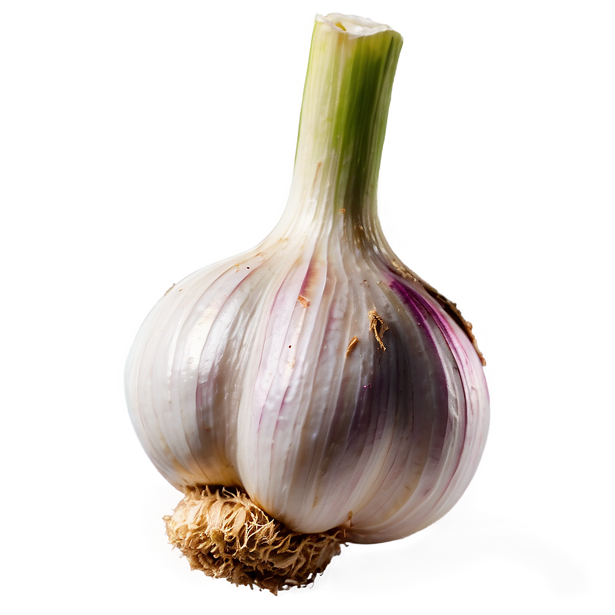 Fresh Garlic PNG ipt PNG with transparent background