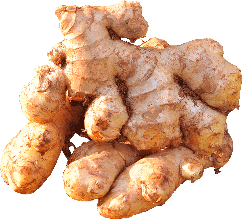 Fresh Ginger Root Cluster.png PNG with transparent background