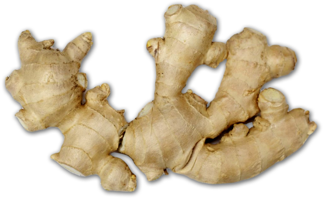 Fresh Ginger Root Isolated