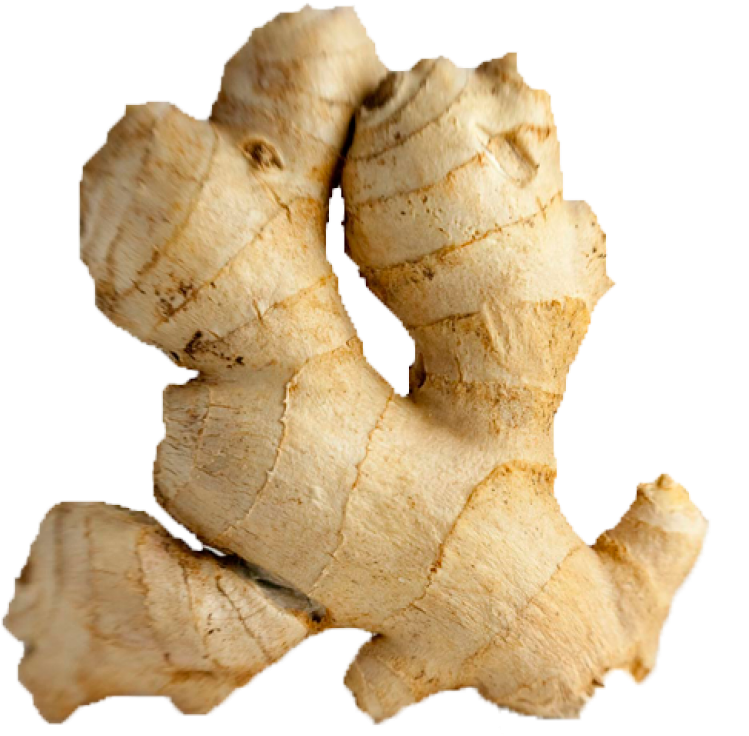 Fresh Ginger Root Isolated