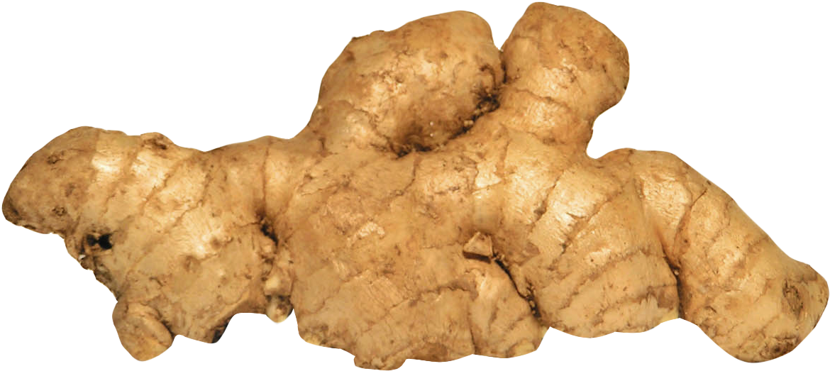 Fresh Ginger Root Isolated PNG with transparent background