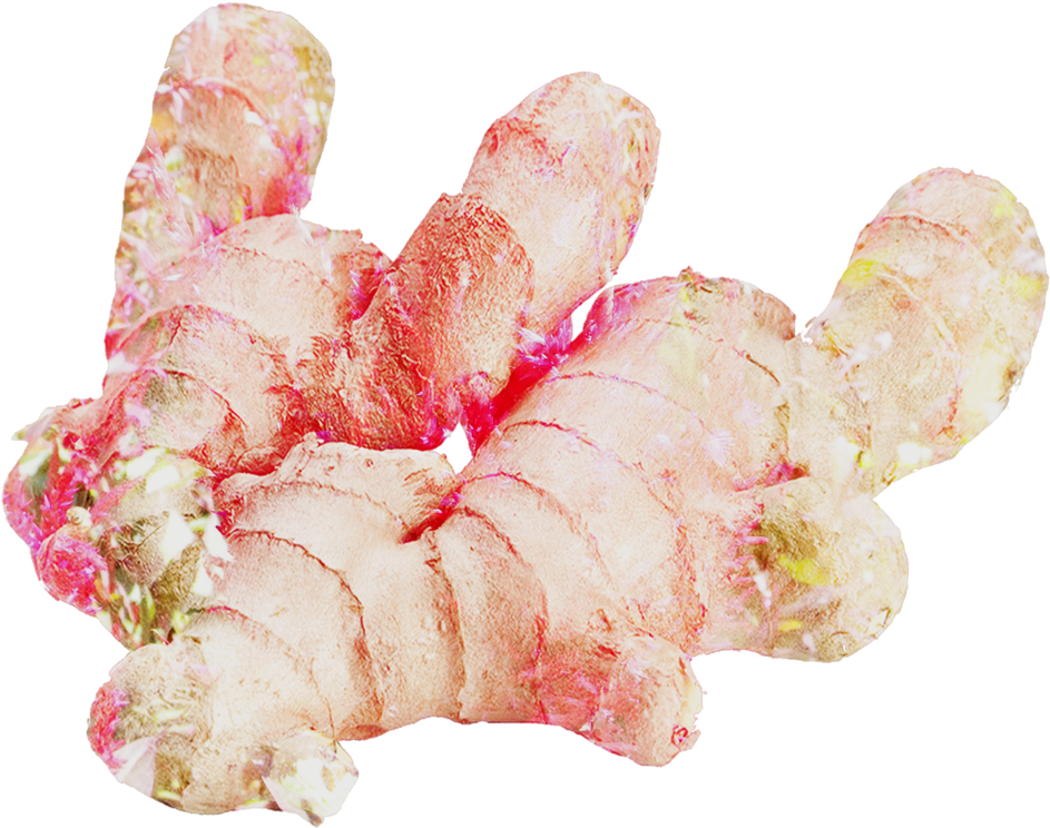 Fresh Ginger Root Isolated PNG with transparent background