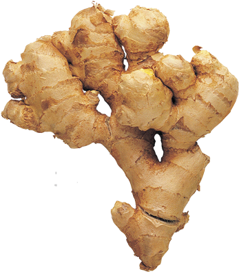 Fresh Ginger Root Isolated PNG with transparent background