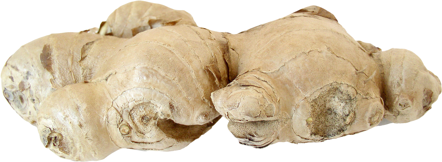 Fresh Ginger Root PNG with transparent background