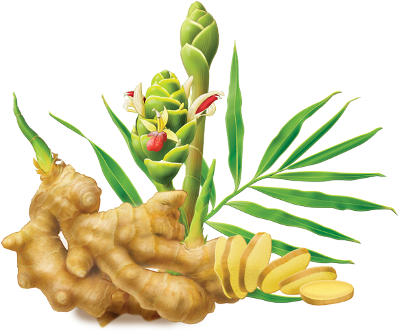 Fresh Ginger Rootand Plant Illustration PNG with transparent background