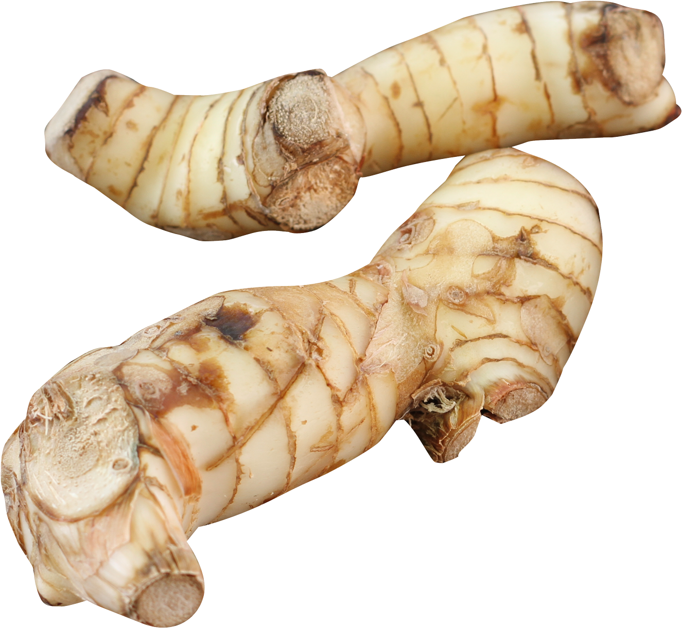 Fresh Ginger Roots Isolated PNG with transparent background