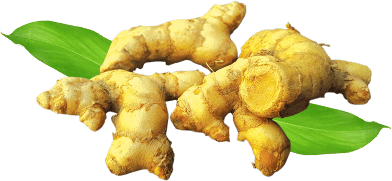 Fresh Ginger Rootwith Leaves PNG with transparent background
