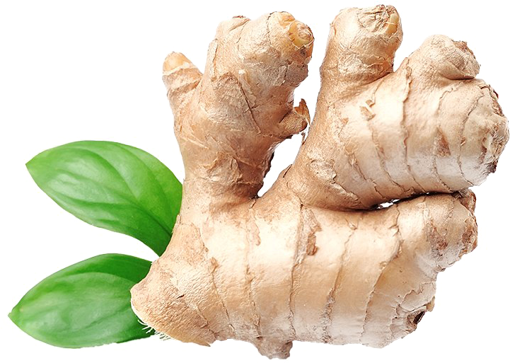 Fresh Ginger Rootwith Leaves.png PNG with transparent background